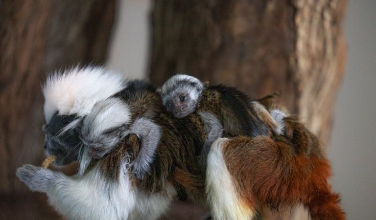 Cotton-top Tamarin twins born at The Green Planet in Dubai