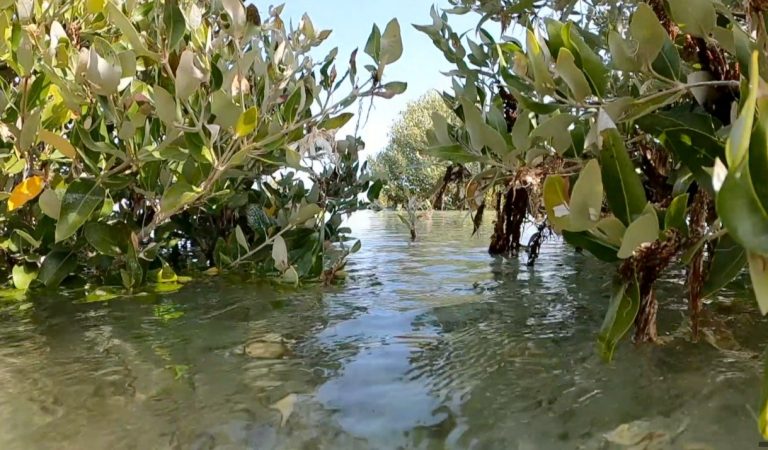 Dubai Municipality to plant mangrove trees in Dubai’s Natural Reserves