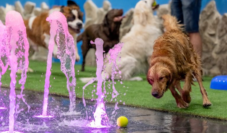 Petsville Offers Free Boarding for Pets Affected by UAE Floods